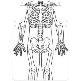 Roylco Skeleton Art Aprons