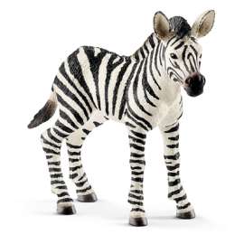 WHT/BLK Zebra Foal
