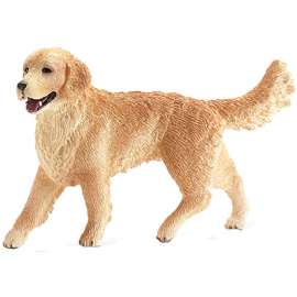 Female Golden Retriever