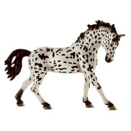 Knabstrupper Mare