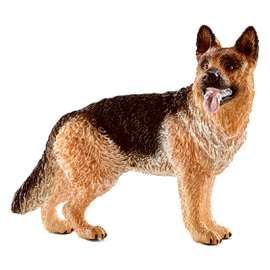 Female German Shepherd