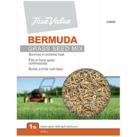 TV LB Bermuda Seed