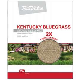 TV25LB KY BLUgrass Seed