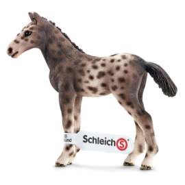WHT Knabstrupper Foal