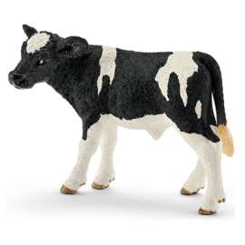 BLK/WHT Holstein Calf