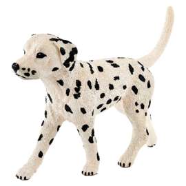 BLK/WHT Male Dalmatian