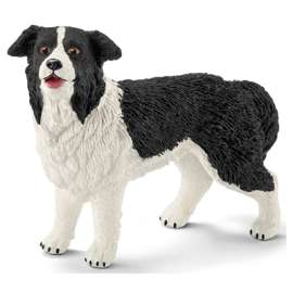 BLK/WHT Border Collie