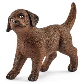BRN Labrador Puppy