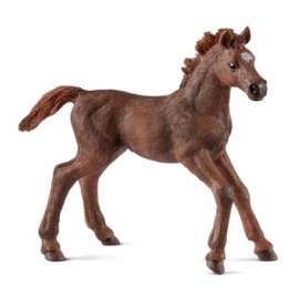 BRN Eng Thoro Foal