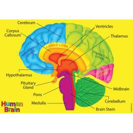 Foam Manipulatives Human Brain Model