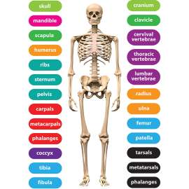 Die-Cut Magnetic Human Skeleton, 26 pieces