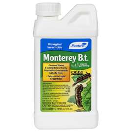 PT Monterey BT