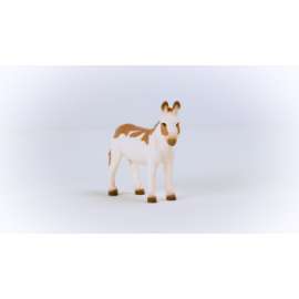 American Spotted Donkey
