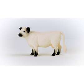 Galloway Cow
