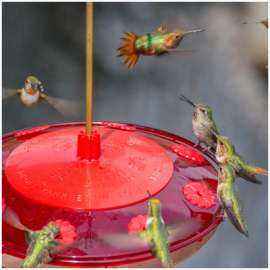 8Port Humming Feeder