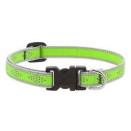 1/2x10-16"GD Dog Collar