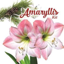DeGroot Amaryllis Gift Box Bulb Kit 1 pk