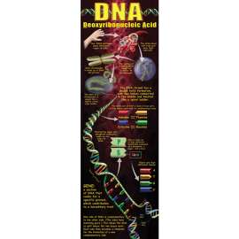 DNA Colossal Poster