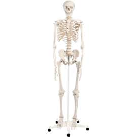 3B Anatomical Model - Stan The Classic Skeleton on Roller Stand
