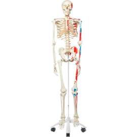 3B Anatomical Model - Max The Muscle Skeleton on Roller Stand
