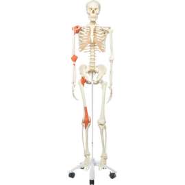 3B Anatomical Model - Leo The Ligament Skeleton on Roller Stand