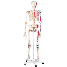 3B Anatomical Model - Sam The Super Skeleton on Roller Stand