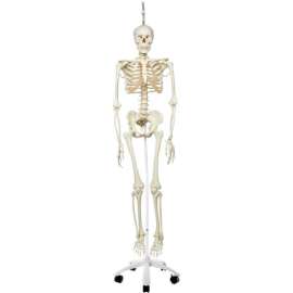 3B Anatomical Model - Phil The Physiological Skeleton on Roller Stand