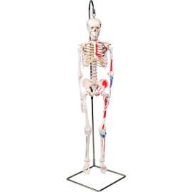 3B Anatomical Model - Shorty The Mini Skeleton with Muscles on Hanging Stand
