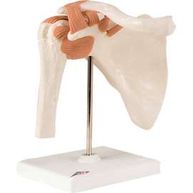 3B Anatomical Model - Functional Shoulder Joint