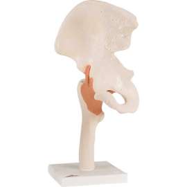 3B Anatomical Model - Functional Hip Joint