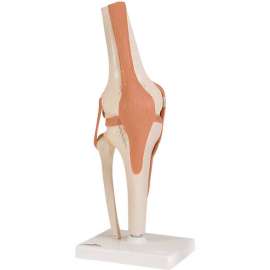 3B Anatomical Model - Functional Knee Joint
