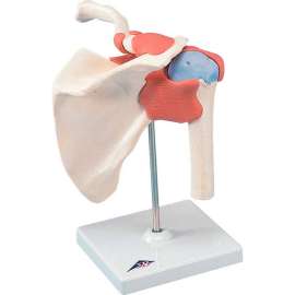 3B Anatomical Model - Functional Shoulder Joint, Deluxe