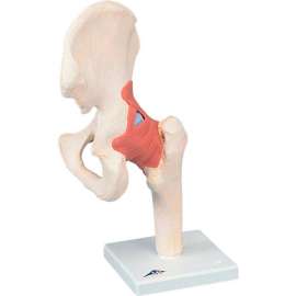 3B Anatomical Model - Functional Hip Joint, Deluxe