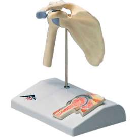 3B Anatomical Model - Mini Shoulder Joint with Cross Section of Bone on Base