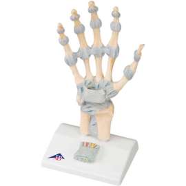 3B Anatomical Model - Hand Skeleton with Ligaments