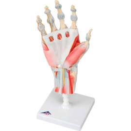 3B Anatomical Model - Hand Skeleton with Removable Ligaments & Muscles, 4-Part