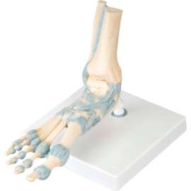 3B Anatomical Model - Foot Skeleton with Ligaments