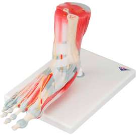 3B Anatomical Model - Foot Skeleton with Removable Ligaments & Muscles, 6-Part