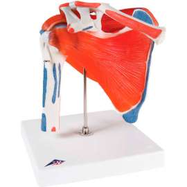 3B Anatomical Model - Shoulder Joint with Rotator Cuff