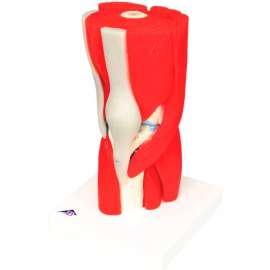 3B Anatomical Model - Knee Joint with Removable Muscles, 12-Part