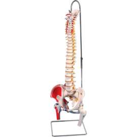 3B Anatomical Model - Flexible Spine, Classic, Femur Heads, Painted