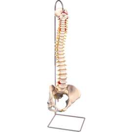 3B Anatomical Model - Flexible Spine, Classic, Female Pelvis