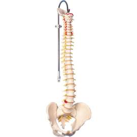 3B Anatomical Model - Flexible Spine, Didactic