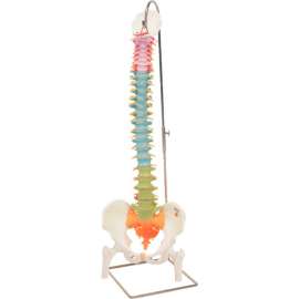 3B Anatomical Model - Flexible Spine, Didactic with Femur Heads
