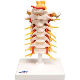 3B Anatomical Model - Cervical Spinal Column