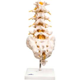 3B Anatomical Model - Lumbar Spinal Column