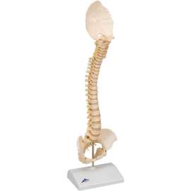 3B Anatomical Model - Pediatric Spine (BONElike)