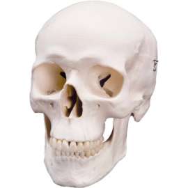 3B Anatomical Model - Classic Skull, 3-Part
