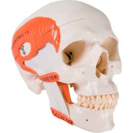 3B Anatomical Model - Functional Skull, 2-Part with Masticator Muscles