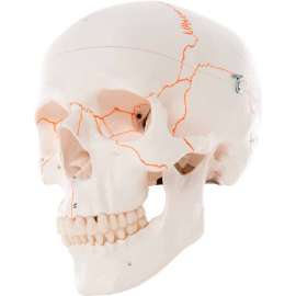 3B Anatomical Model - Classic Skull, 3-Part Numbered